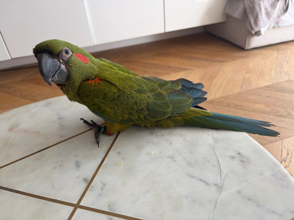Ara rubrogenys, Animaux & Accessoires, Femelle, Perroquet, Parleur
