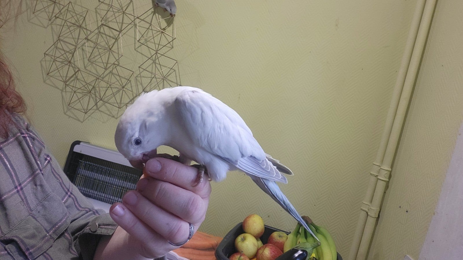conure souris snow white apprivoisé, Animaux & Accessoires