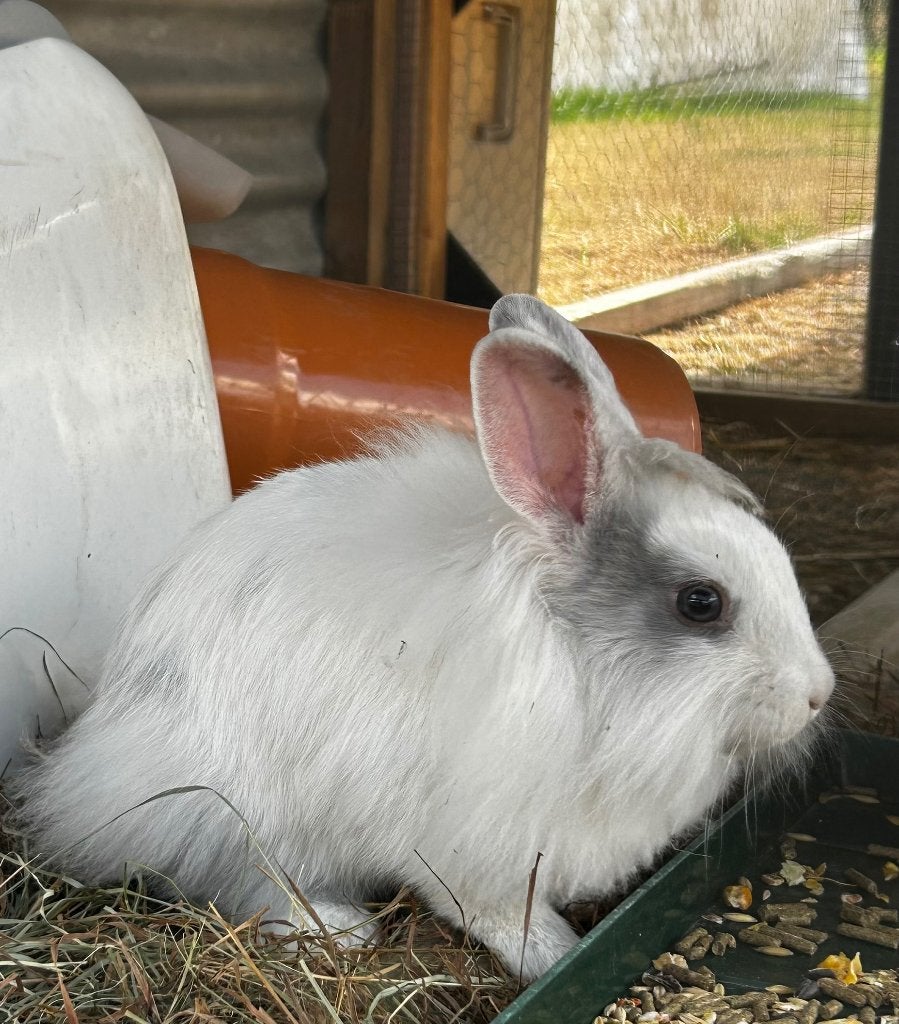Dwergkonijnen, Dieren en Toebehoren, Konijnen, Meerdere dieren, Dwerg, 0 tot 2 jaar