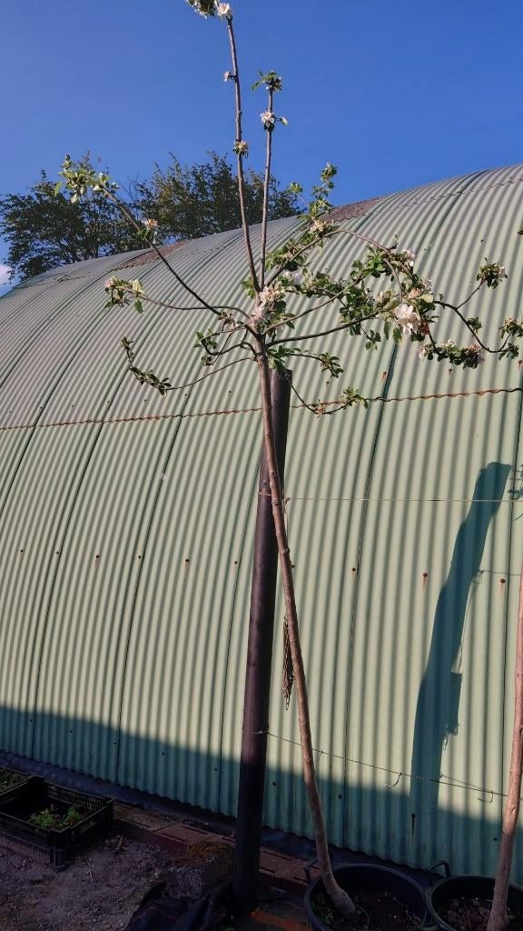 Appelboom Karmijn hoogstam, Tuin en Terras, Ophalen, In pot, Appelboom