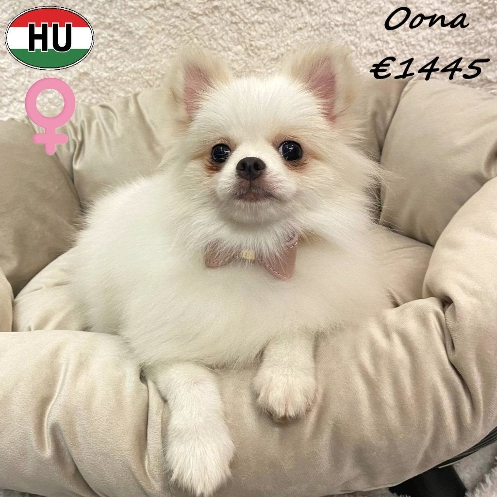 Spitz Nain, Oona & Ozzy - à vendre, 15 semaines à 1 an, Autres races, Plusieurs animaux, Plusieurs