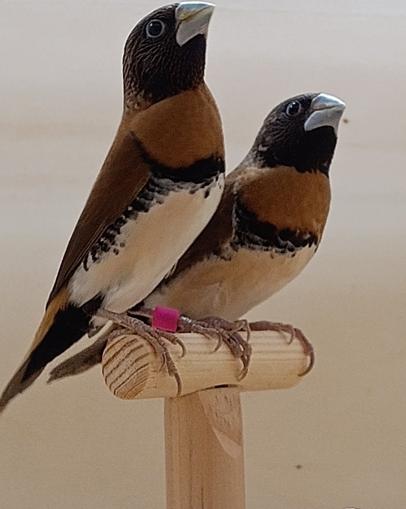 bruinborstrietvinken, Plusieurs animaux, Oiseau tropical, Bagué