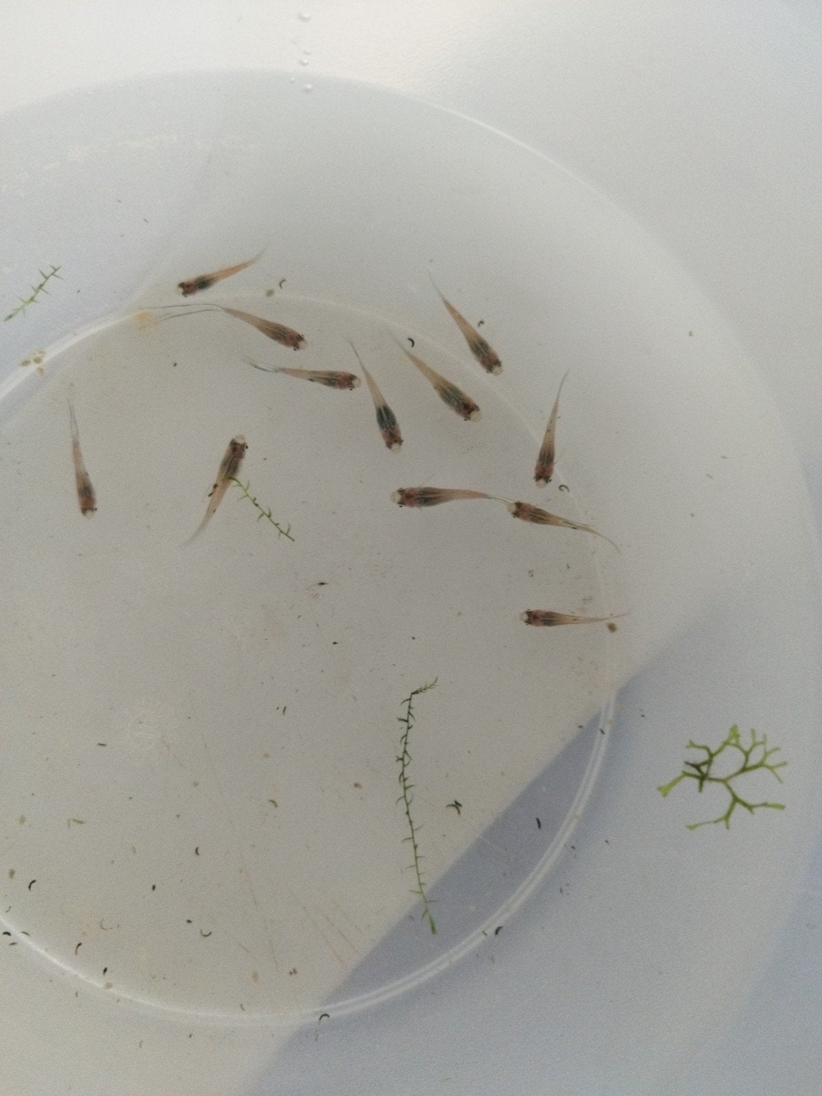 Guppys, Animaux & Accessoires