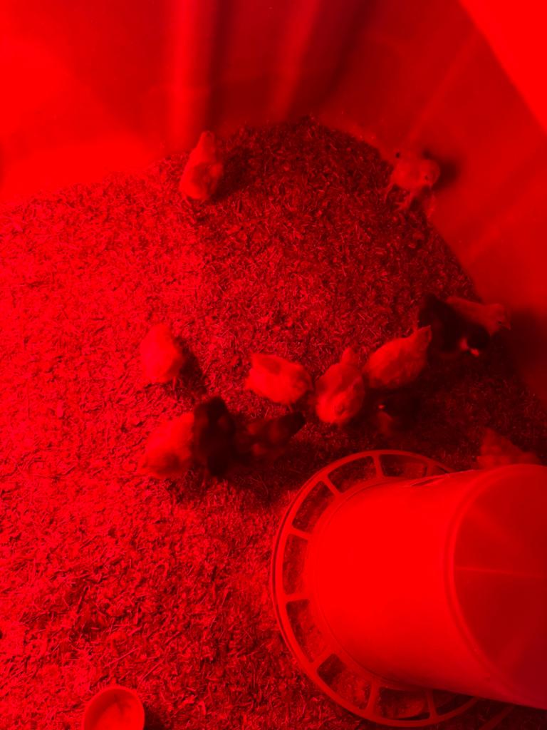 Brahma kuikens, Dieren en Toebehoren, Pluimvee, Meerdere dieren, Kip