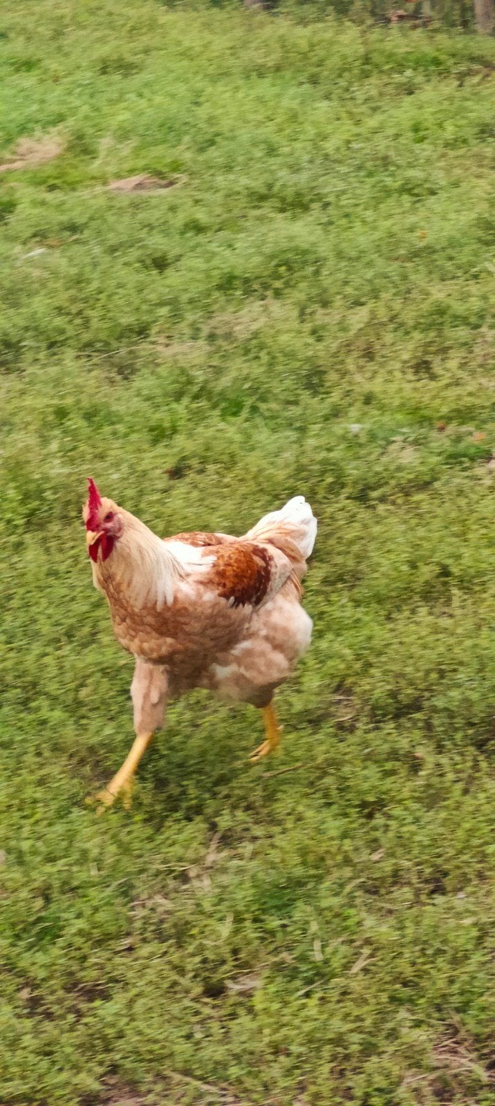 super lieve jonge hanen, Mannelijk, Kip