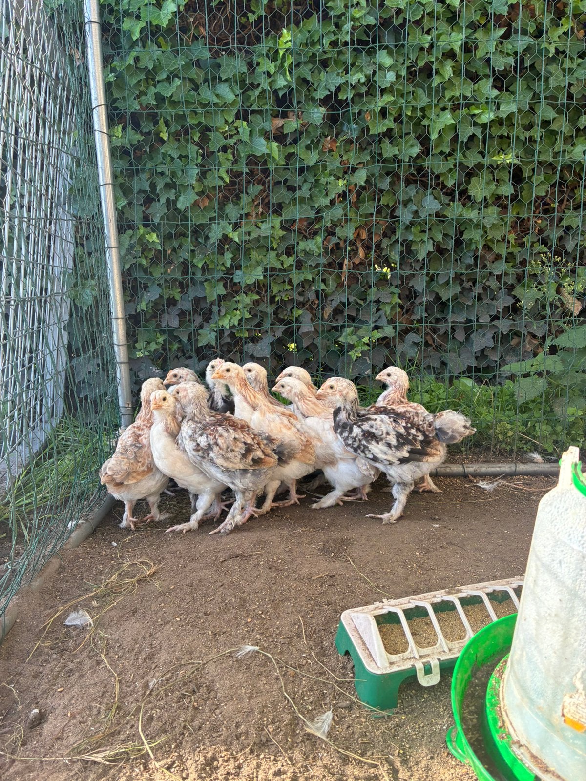 Duitse Faverolles kuikens - 5 weken, Plusieurs animaux, Poule ou poulet