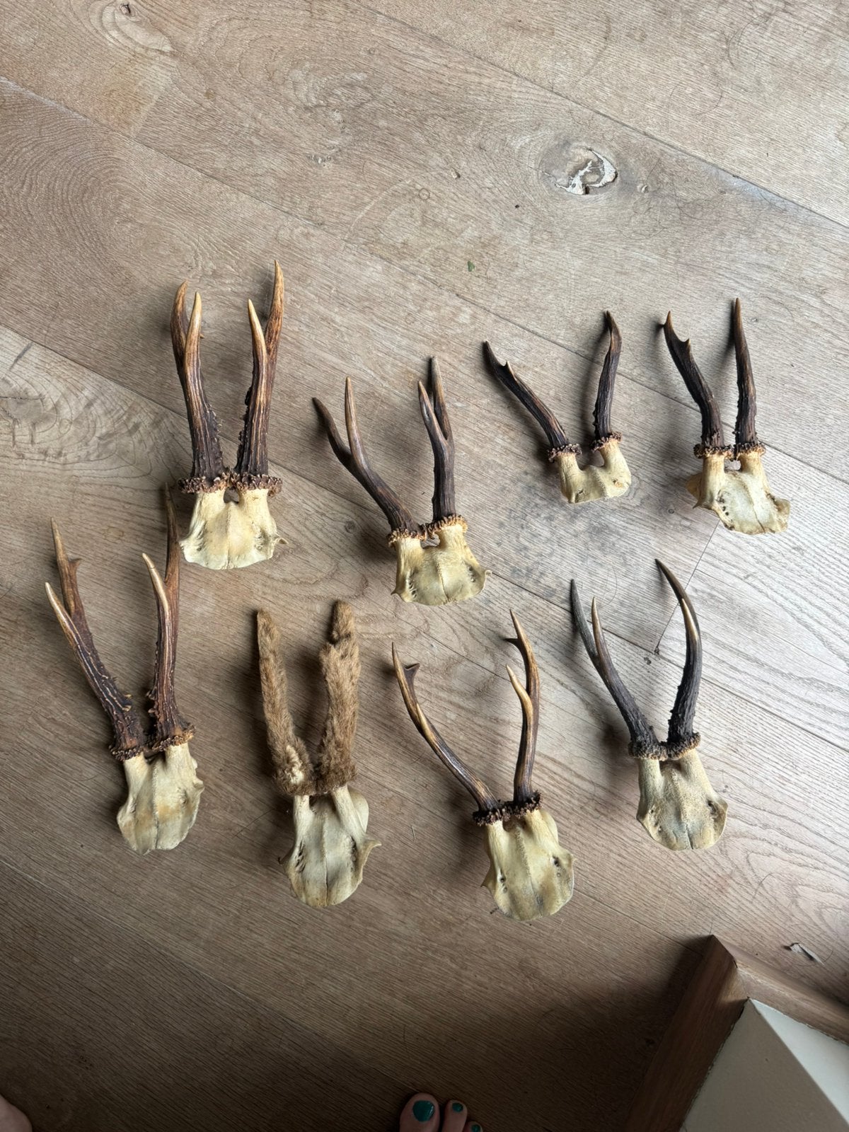Herten geweien, 8 stuks, Verzamelen, Ophalen of Verzenden, Zo goed als nieuw