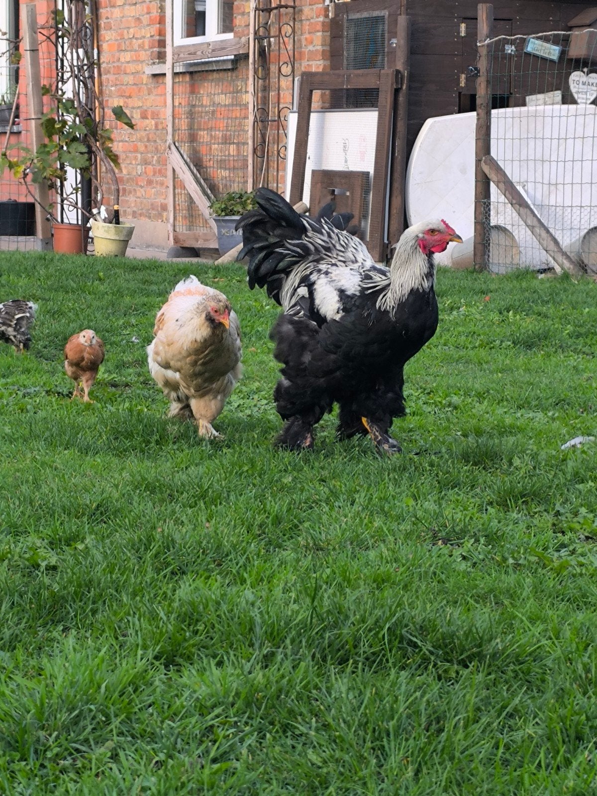 brahma hanen, meerzomige zilverpatrijzen, Dieren en Toebehoren, Mannelijk