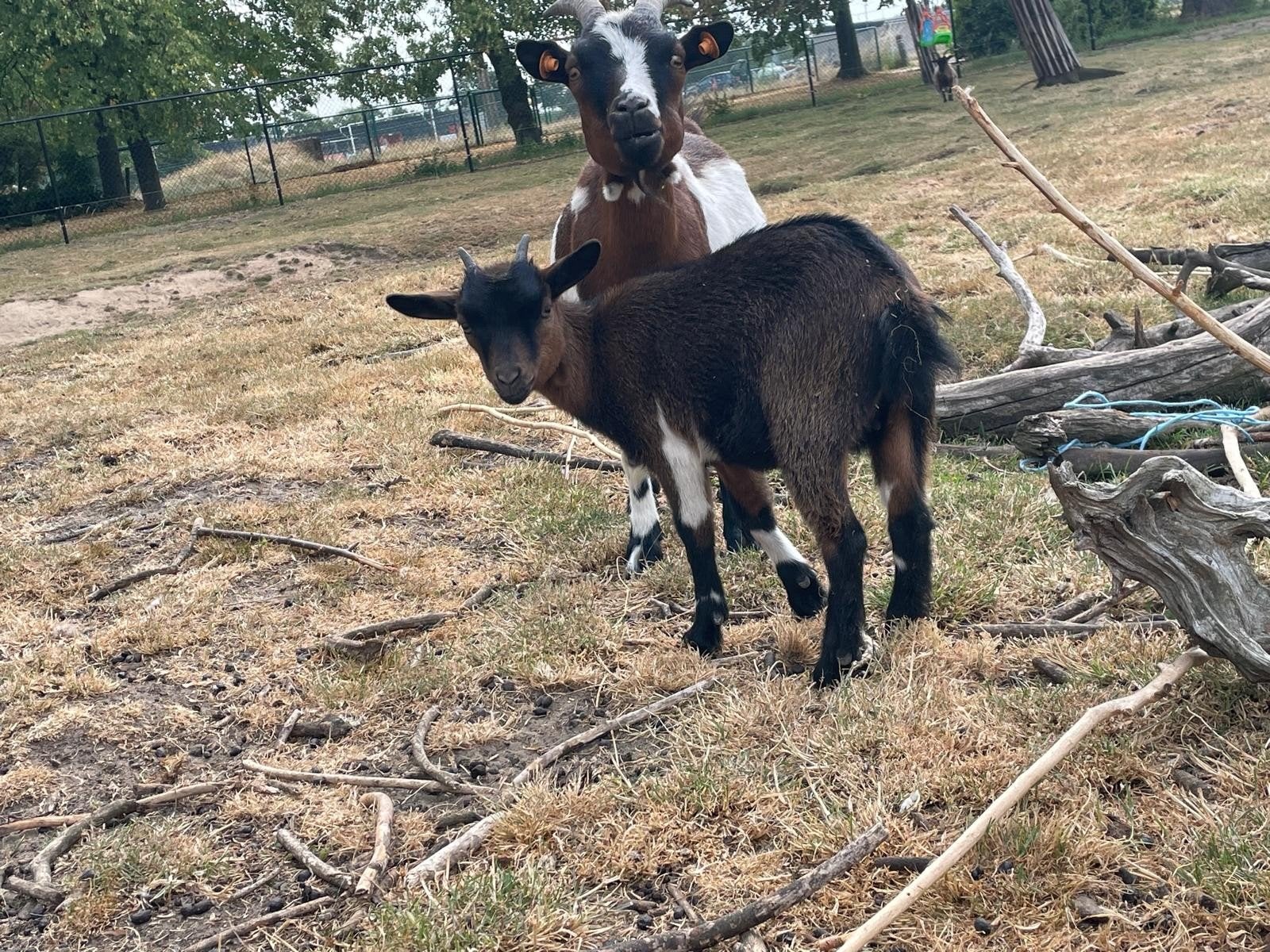 vrouwelijke geiten (miekes), Animaux & Accessoires, Moutons, Chèvres & Cochons, Chèvre, Femelle, 0 à 2 ans