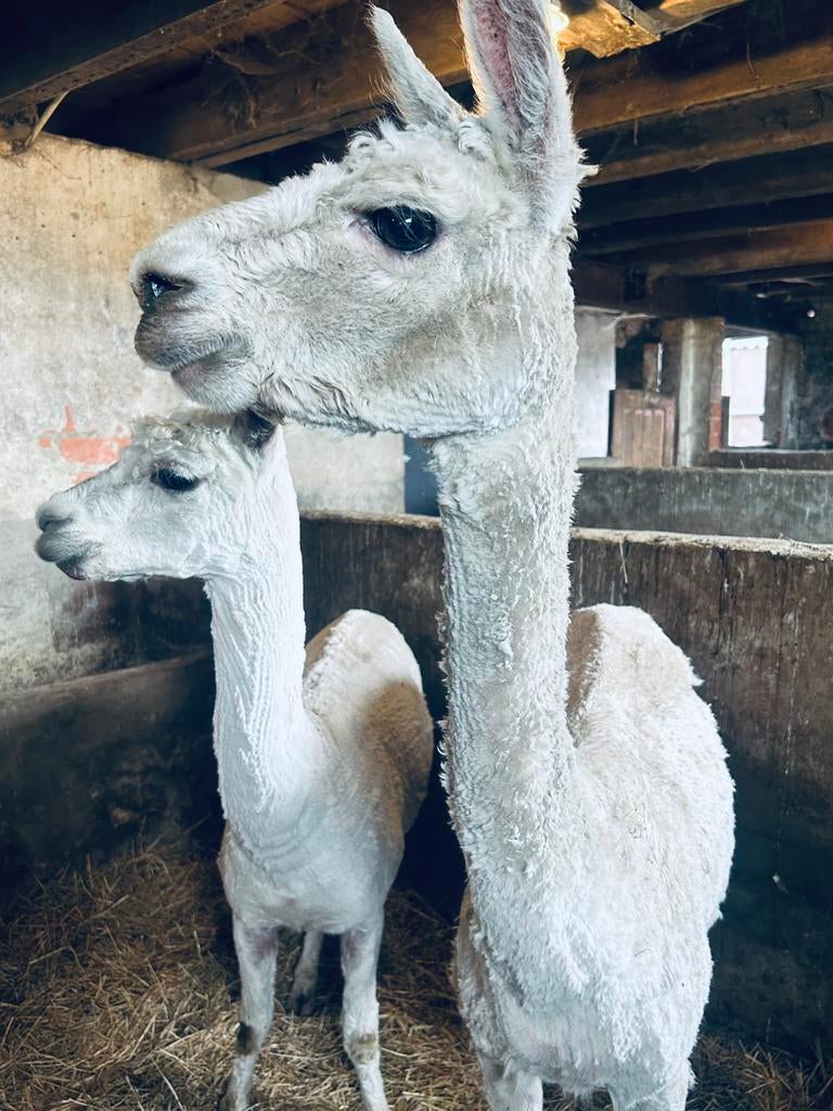 2 alpaca’s hengst en drachtige merrie