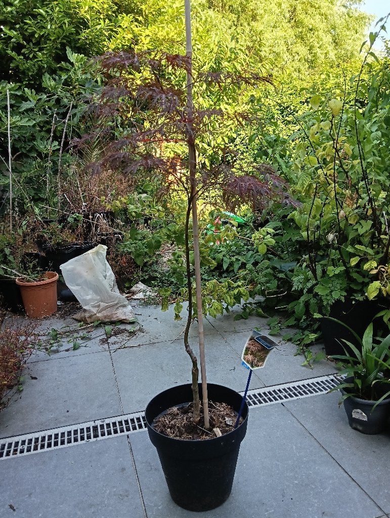 Japanse esdoorn garnet dissectum, Tuin en Terras, Ophalen, In pot