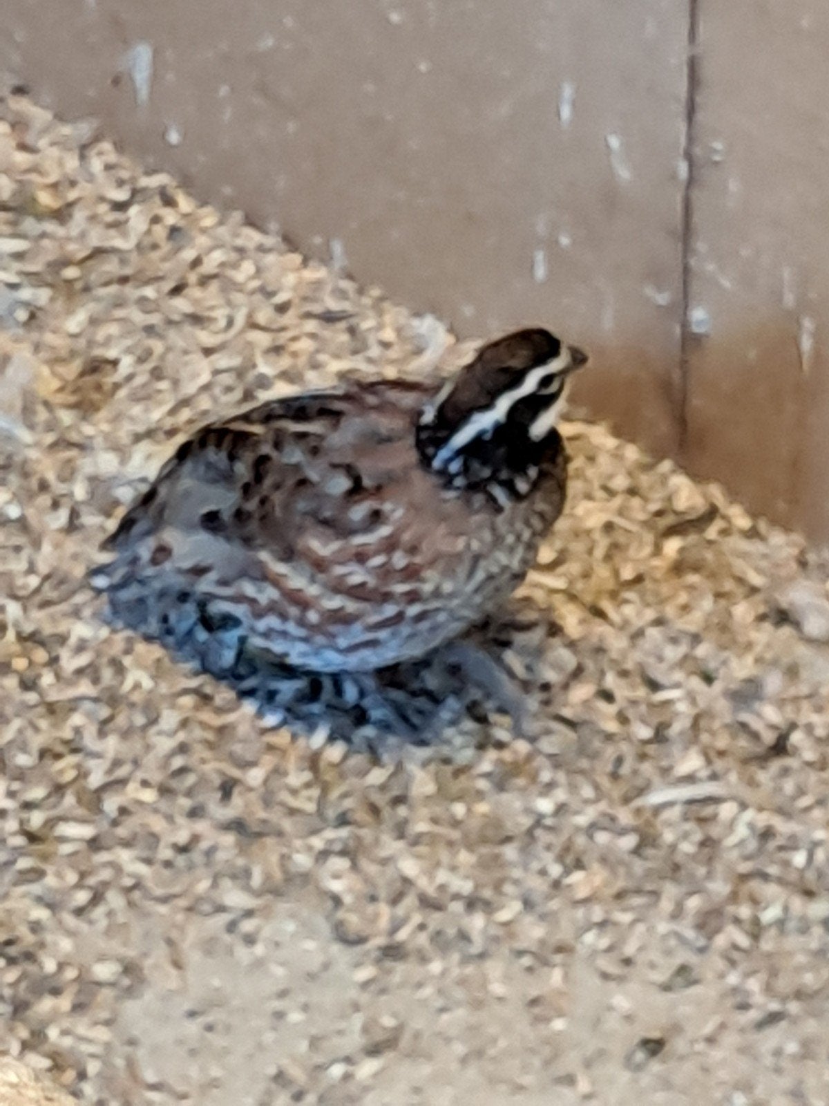 boomkwartel, Dieren en Toebehoren, Vogels | Overige Vogels