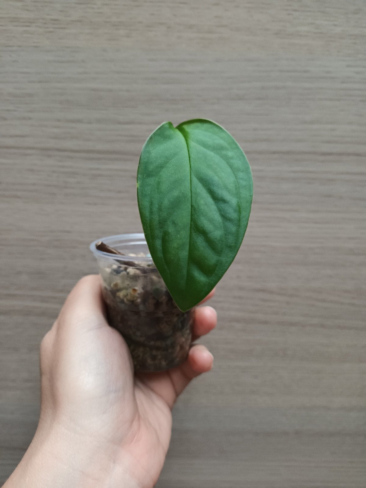 Monstera esqueleto, Ophalen of Verzenden