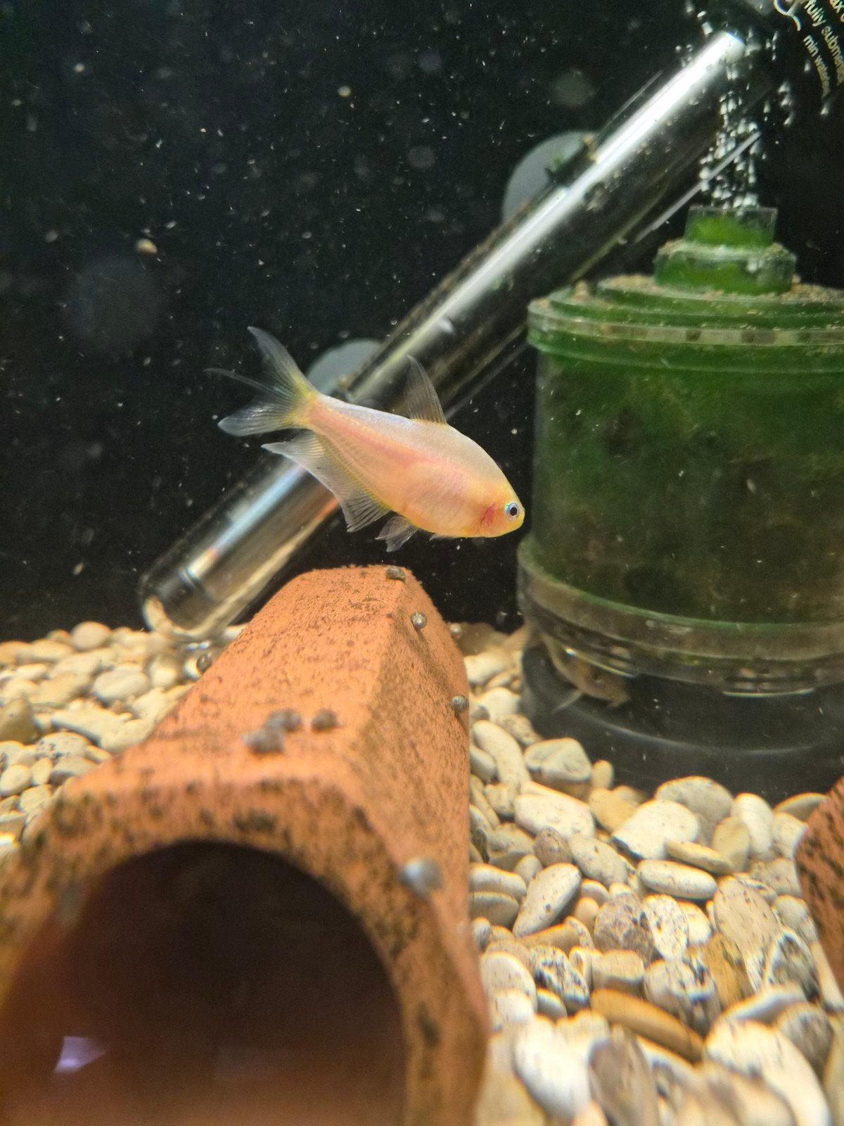 Albino keizertetra man, Dieren en Toebehoren