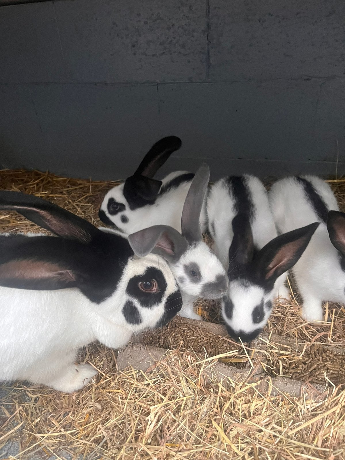 Groot lotharinger / reuzevlinder, Dieren en Toebehoren, Meerdere dieren, Groot, 0 tot 2 jaar