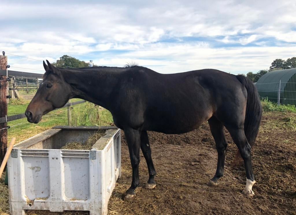 Fokmerrie projectpaard Breitling ls x padinus x burggraaf, Merrie