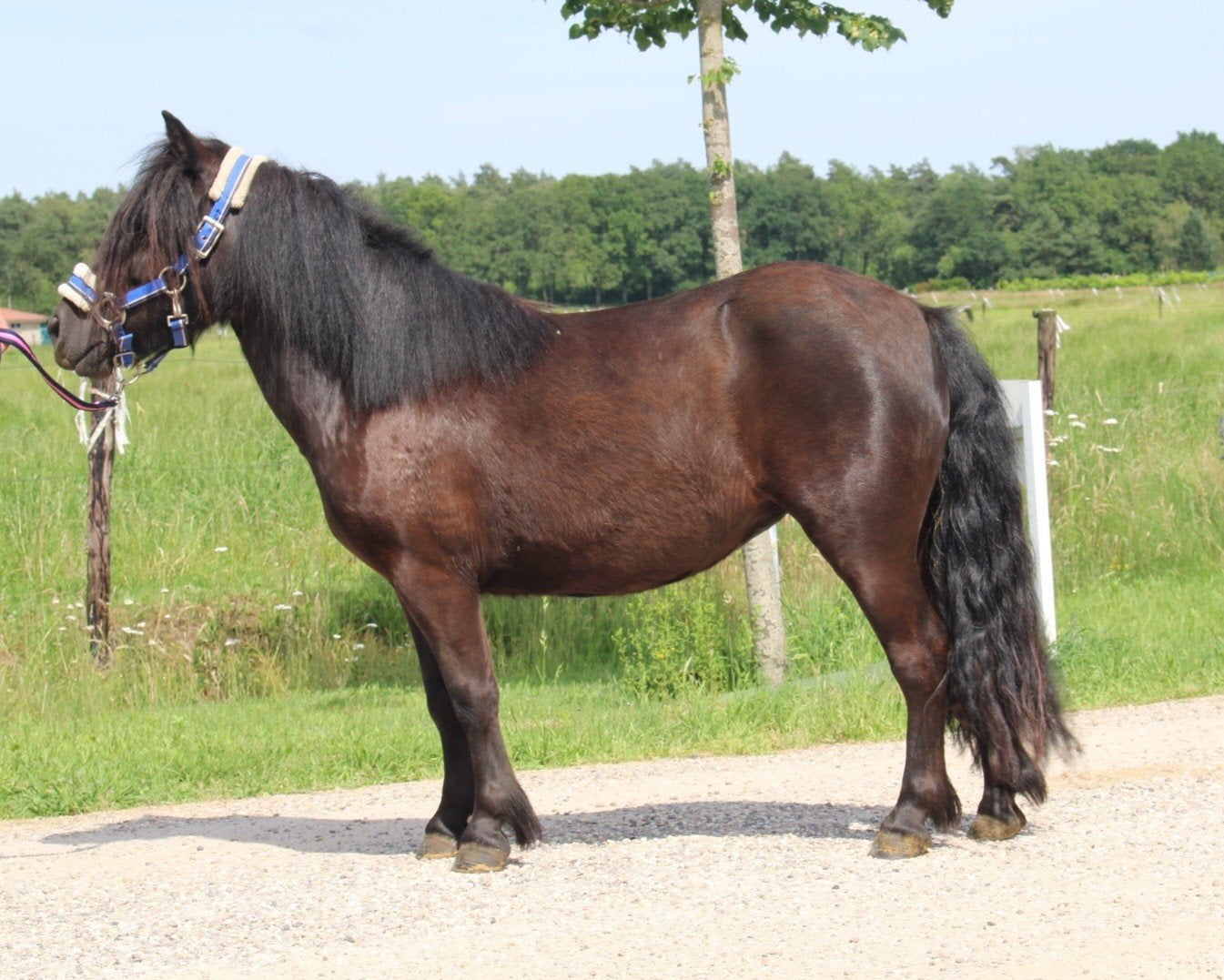 Te koop Super leuke betuigde zwarte shetlander merrie, Dieren en Toebehoren, Merrie, Gechipt