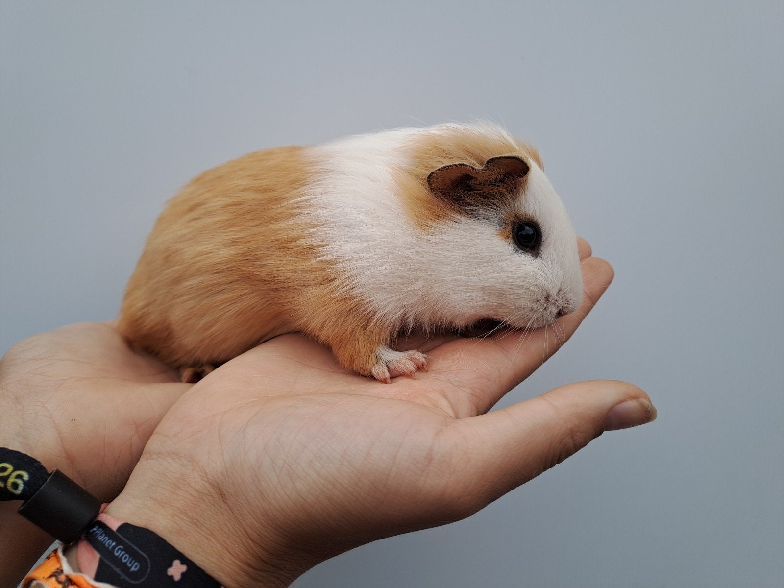 cavia beertje, Dieren en Toebehoren, Knaagdieren, Juni, Mannelijk, Cavia