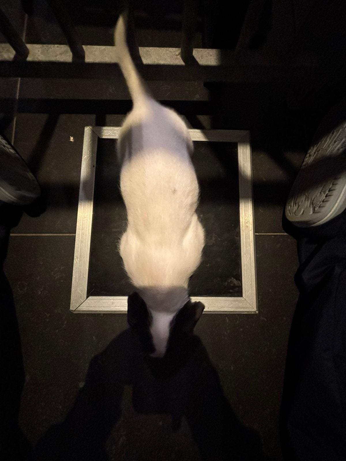 Jack russel te koop, Maladie de Carré (chiens), Particulier, 8 à 15 semaines, Plusieurs