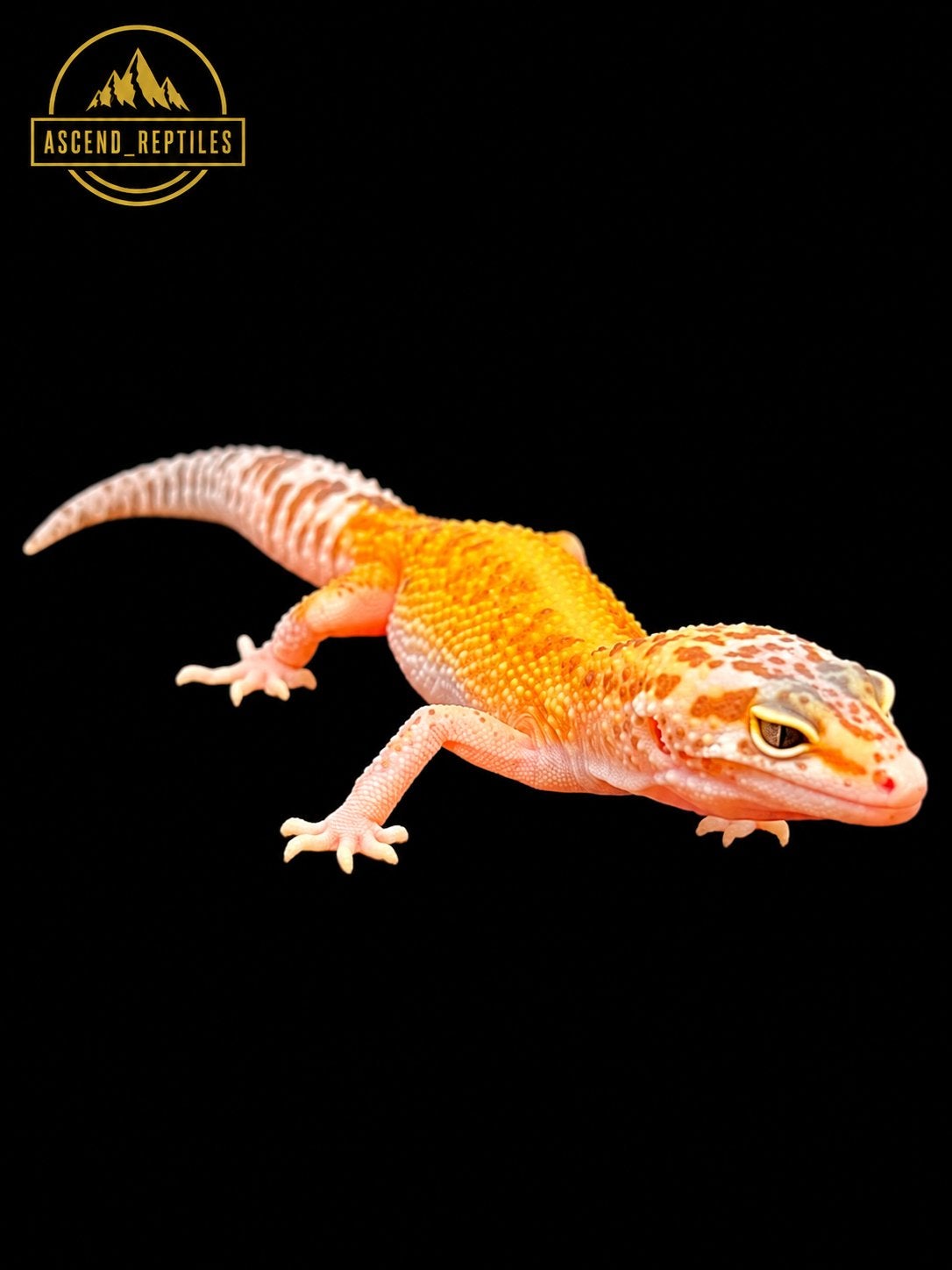 Prachtige Tremper Albino Het Blizzard Luipaardgekko man, Dieren en Toebehoren