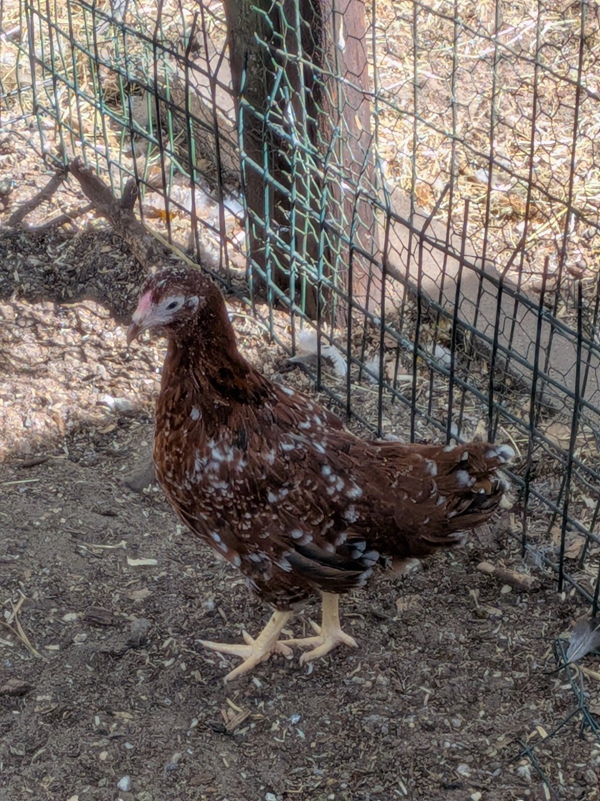 wyandotte kriel, Dieren en Toebehoren, Pluimvee