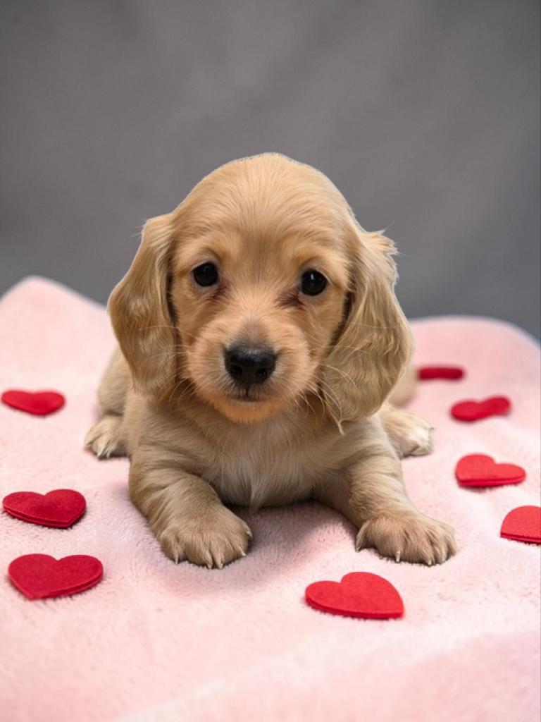 Prachtig Blond langhaar dwergje 🩵, Parvovirose, Chien (mâle), Belgique, Poils longs