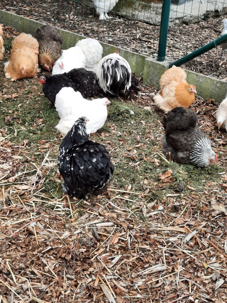 Cochin, Dieren en Toebehoren, Pluimvee, Meerdere dieren, Kip