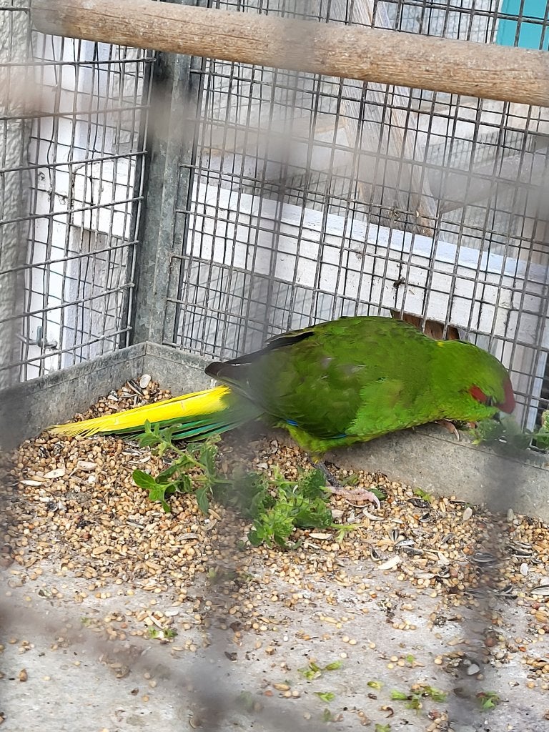 Kakariki groen, Mâle, Perruche