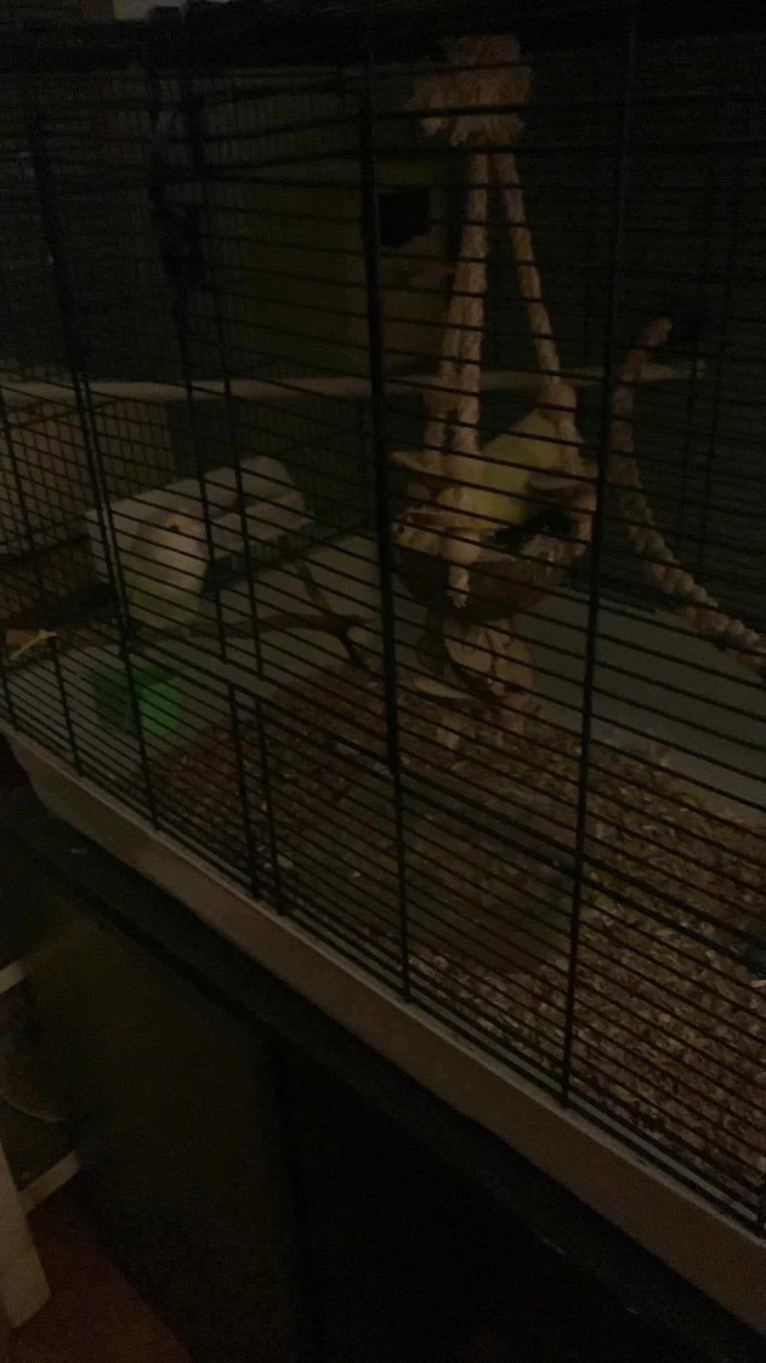 koppel agapornissen met kooi