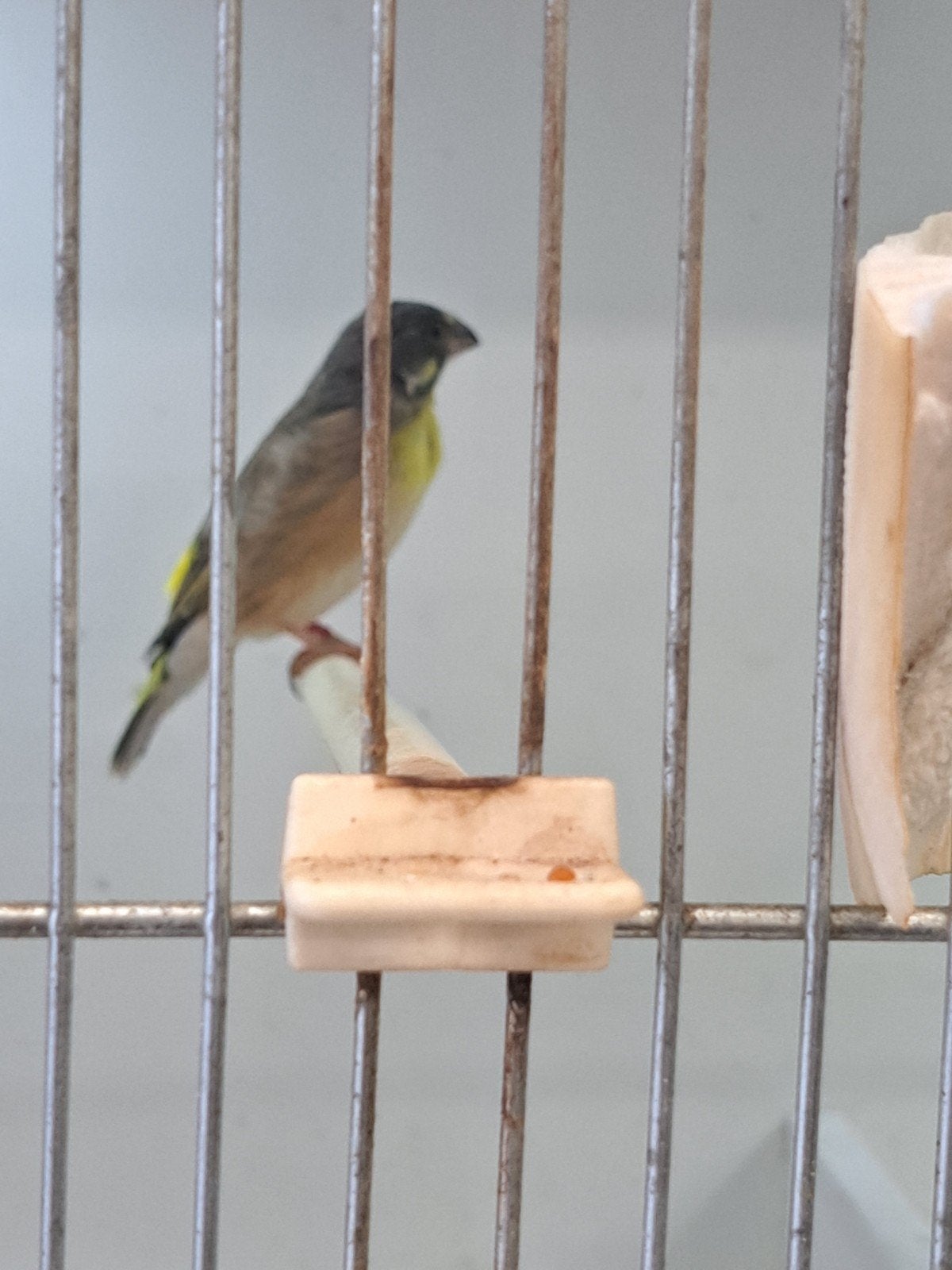 Jeune paruline à poitrine citronnée, Animaux & Accessoires, Oiseaux | Oiseaux Autre