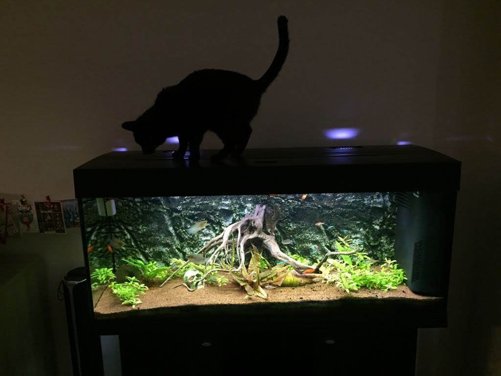 Aquarium 240L 120cm met meubel, verlichting en timer, Ophalen, Gebruikt, Inclusief deksel, Leeg aquarium