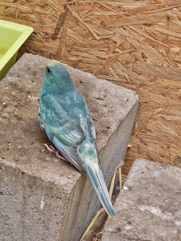 Kakariki, Dieren en Toebehoren, Meerdere dieren, Parkiet, Geringd