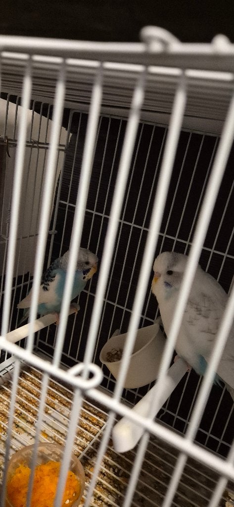 Paire de perruches avec cage à oiseaux, Animaux & Accessoires, Plusieurs animaux, Perroquet