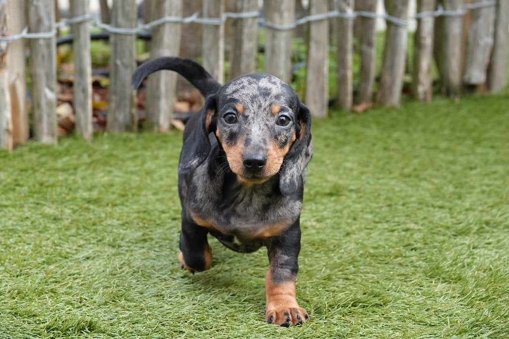 Kortharige dwergteckel pups (bleu merle en black&tan), Dieren en Toebehoren, België, CDV (hondenziekte), 8 tot 15 weken, Korthaar
