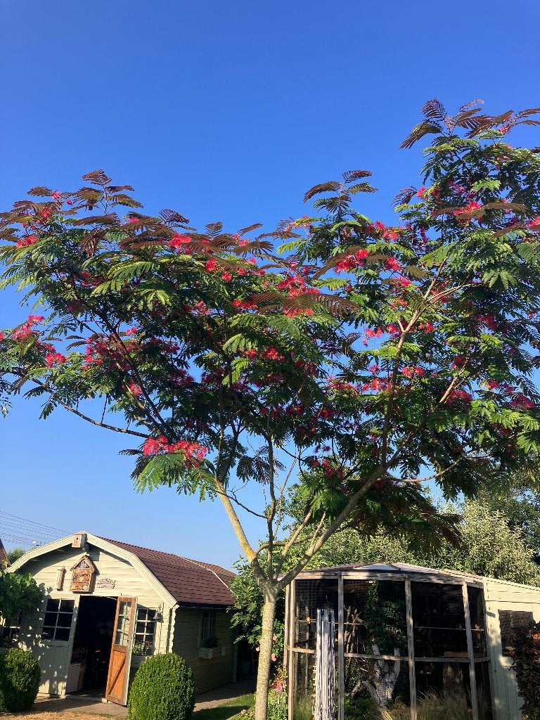 Albizia julibrissin “Evi’s Pride”, Tuin en Terras, Planten | Bomen, Zomer, Ophalen, Volle zon, In pot