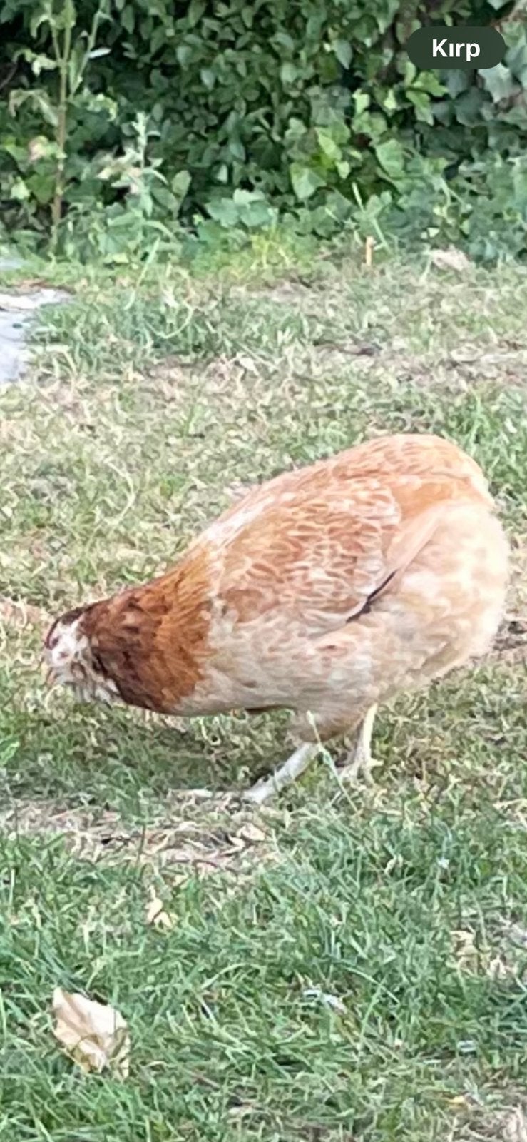 Te koop Araucana kippen