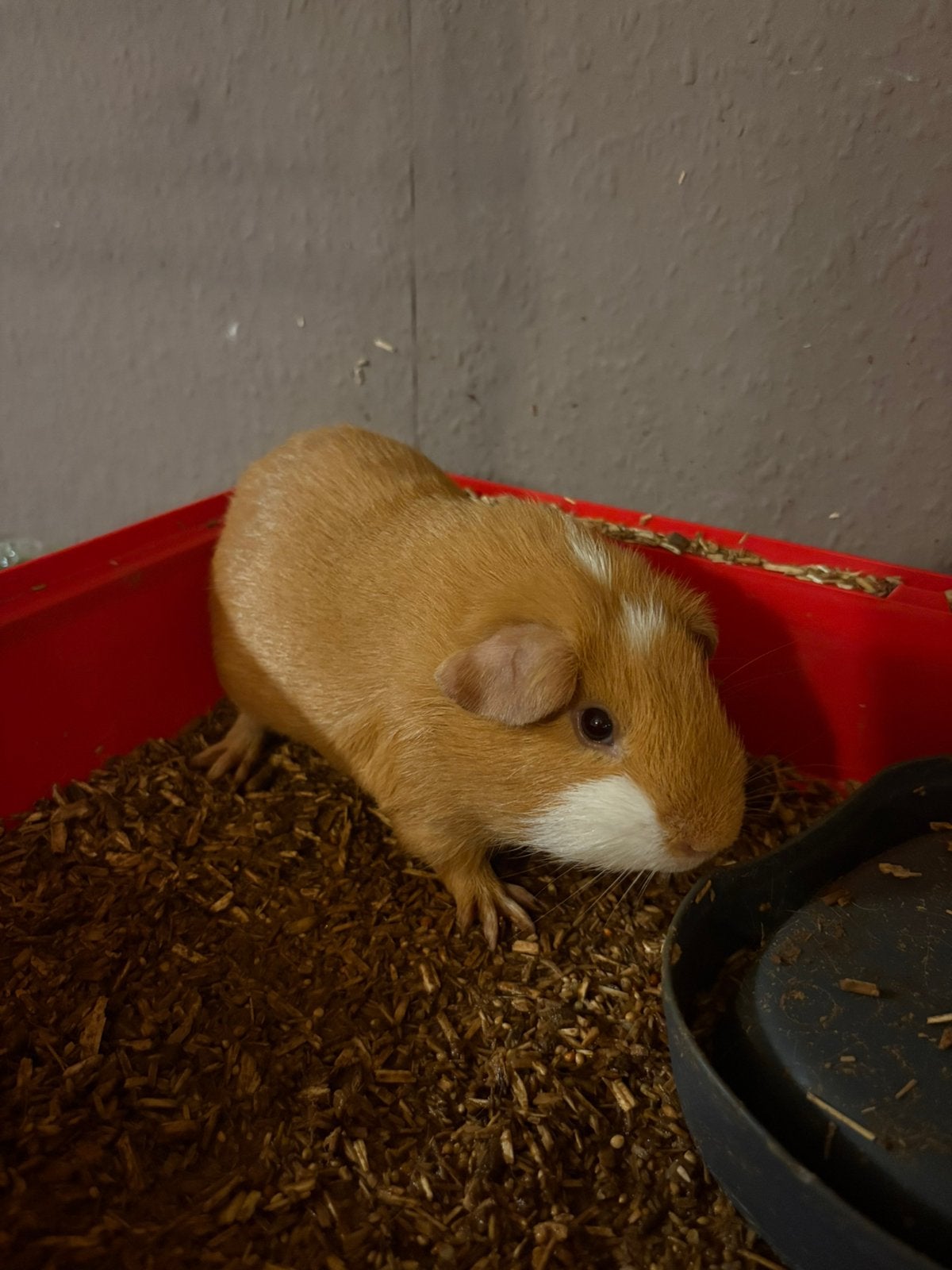 cavia tam, Animaux & Accessoires, Rongeurs, Domestique, Janvier, Cobaye, Femelle