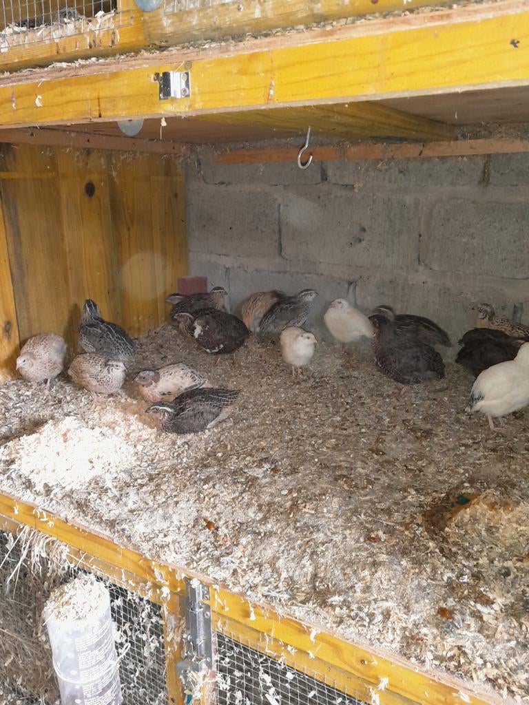 Japanse kwartels, diverse kleuren , hennen en hanen