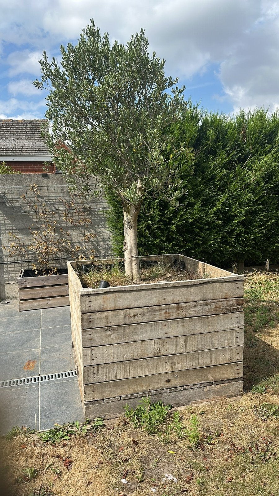 olijfboom, Tuin en Terras, Ophalen, Olijfboom