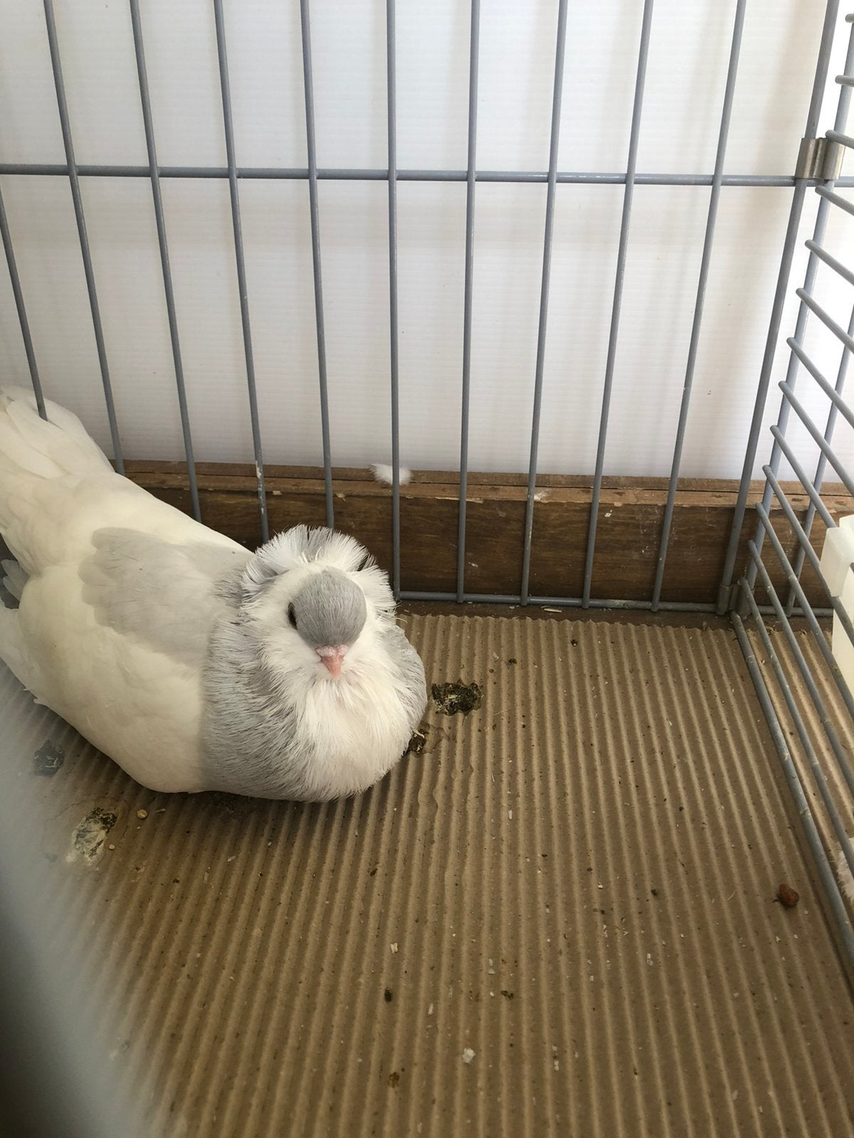 Sierduiven te koop, Dieren en Toebehoren, Meerdere dieren, Tuimelaar of Roller