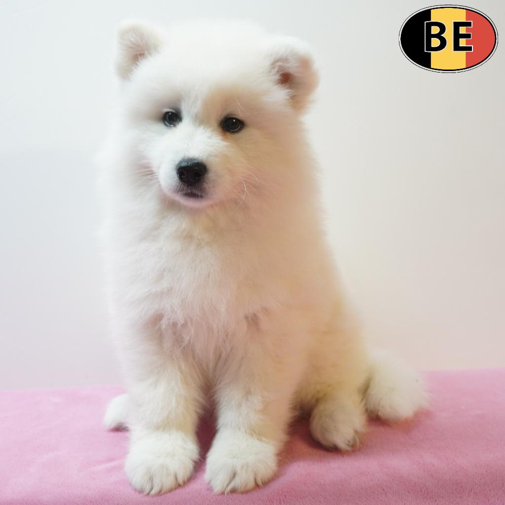 Samoyède, chiots à vendre (belges), Commerçant, Autres races, 8 à 15 semaines, Plusieurs
