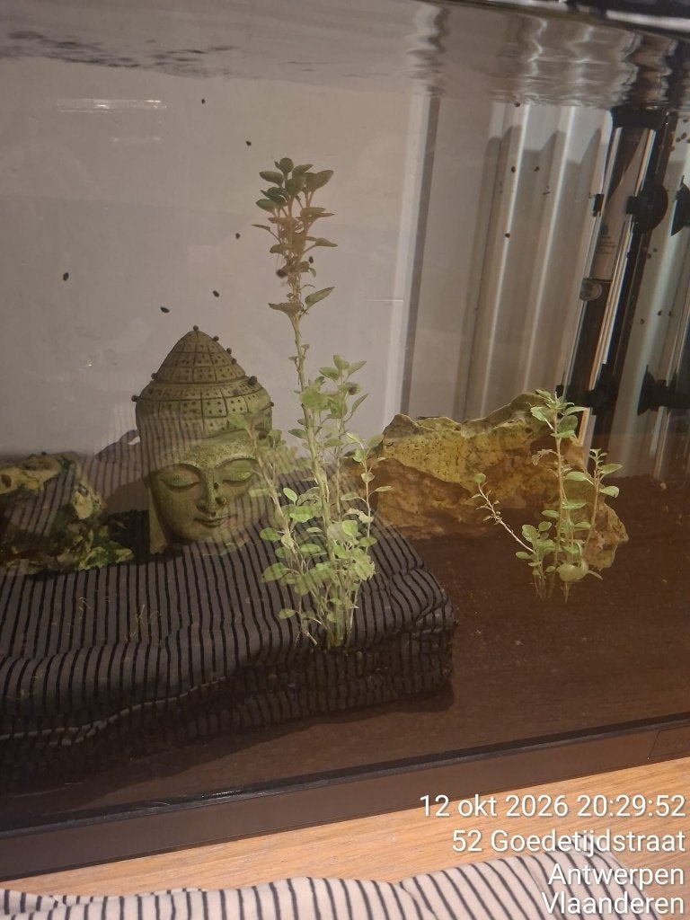VISTANK 80 LITER, Ophalen, Superfish, Pomp, Gevuld zoetwateraquarium