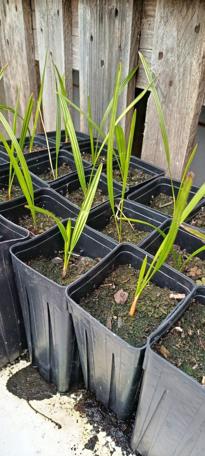 Trachycarpus princeps (palmiers d'extérieur), Enlèvement