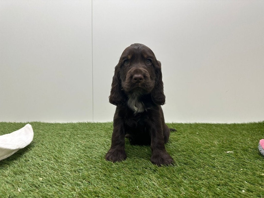 Portée de chiots Cocker Spaniel anglais, Animaux & Accessoires, Plusieurs, Hépatite contagieuse (maladie de Rubarth), Belgique