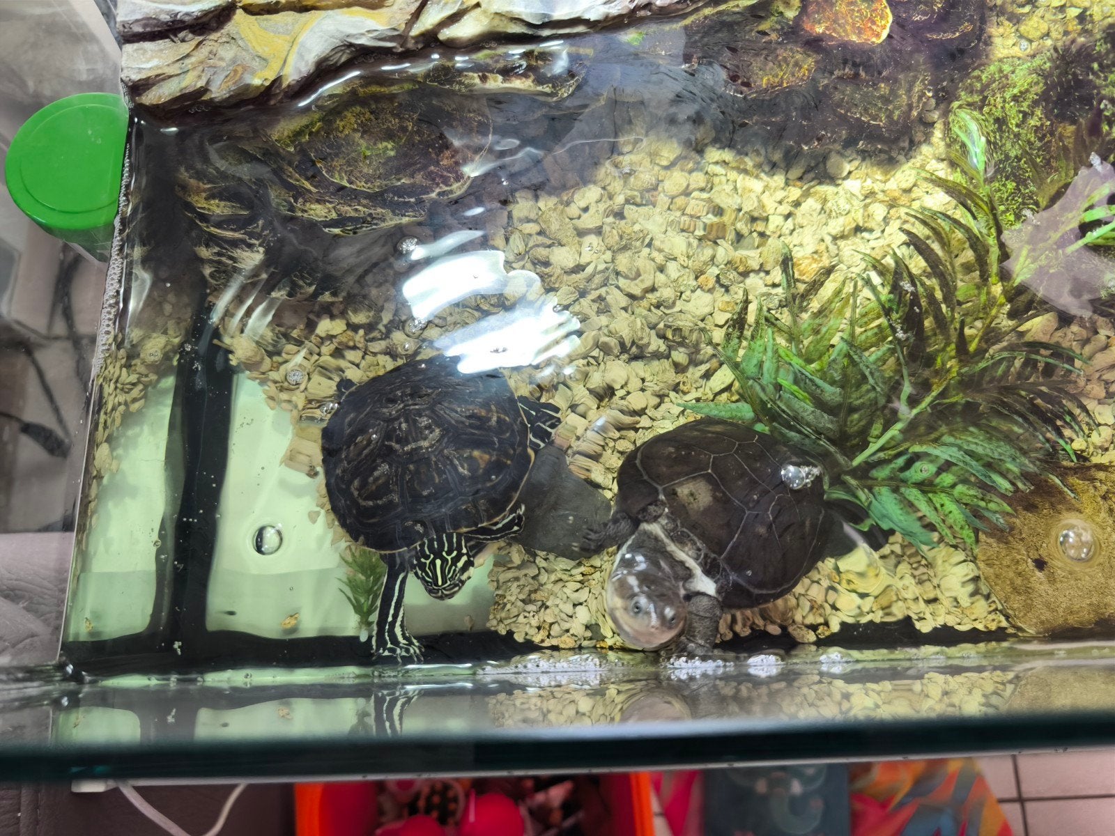 Water schildpadden te koop kan met terrarium, Dieren en Toebehoren, Ophalen