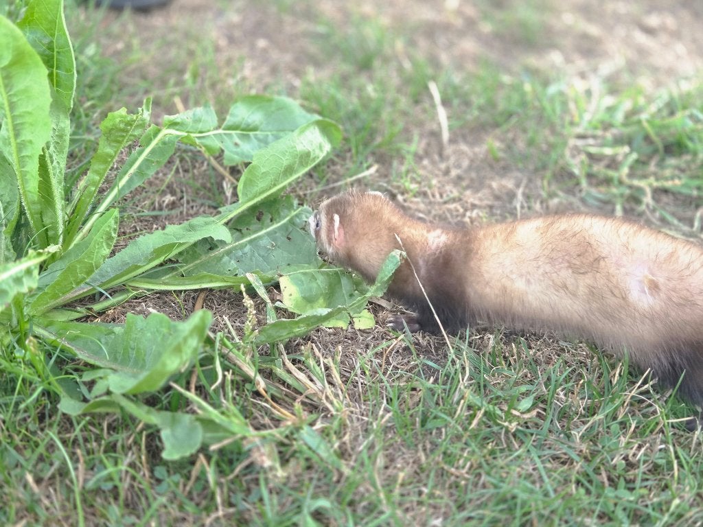 Microfretje 12 weekjes oud mag verhuizen 275gram, Dieren en Toebehoren, Knaagdieren, Fret, Juni, Vrouwelijk, Tam