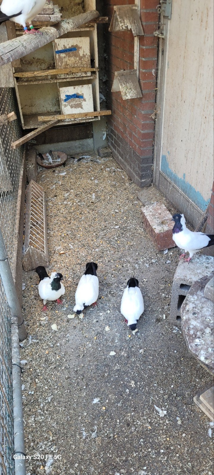 Pigeons nonnes allemands