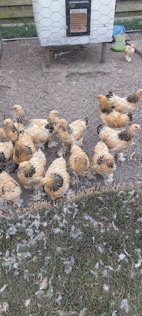 Brahma kriel hennen jong, Dieren en Toebehoren, Vrouwelijk, Kip