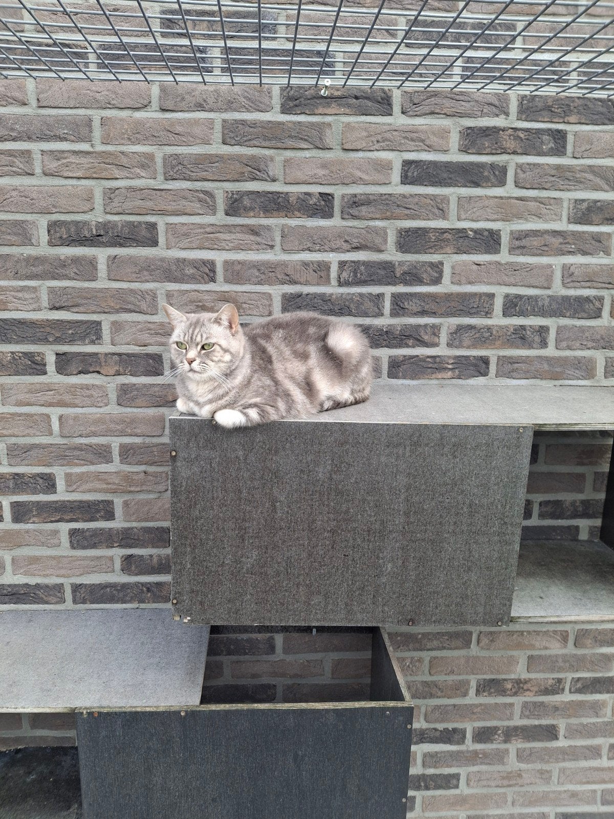 britse korthaar poesje gesterliseerd 2,5 jaar oud, Dieren en Toebehoren, Poes, Gechipt, 3 tot 5 jaar