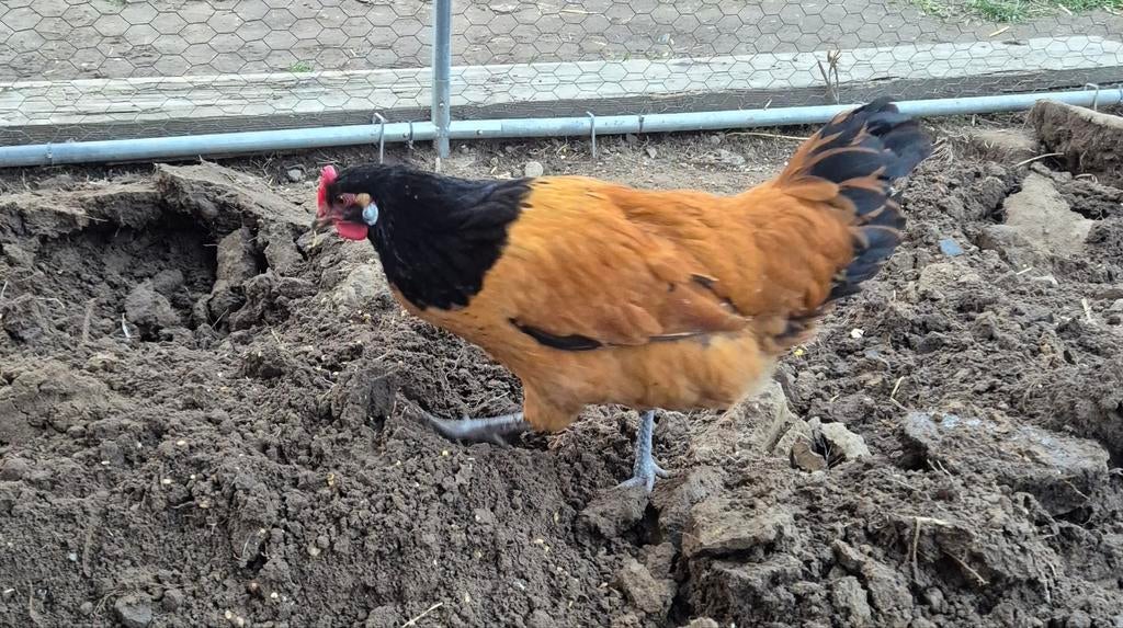 Vorwerk kuikens en jonge hennen